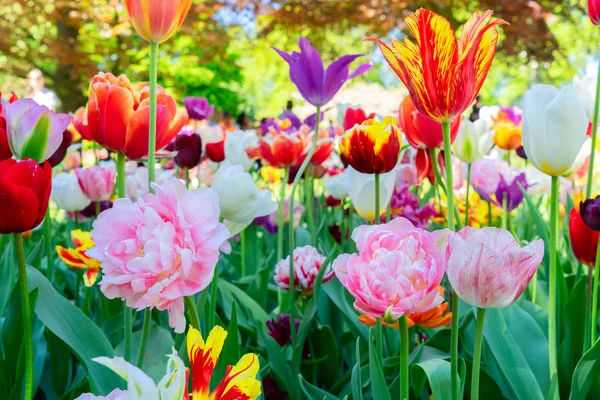 Tulipanes jardín cama de flores —  Fotos de Stock