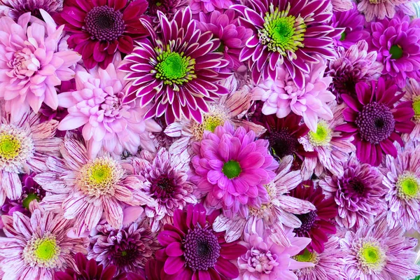 Natürliche Blumen Hintergrund — Stockfoto