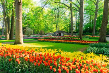 Çiçekli taze çimen