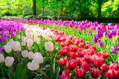 Çiçekli taze çimen