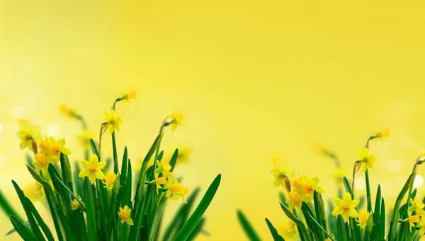 Sarı nergis çiçekleri — Stok fotoğraf