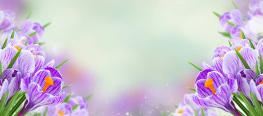 Menekşe çiçekleri