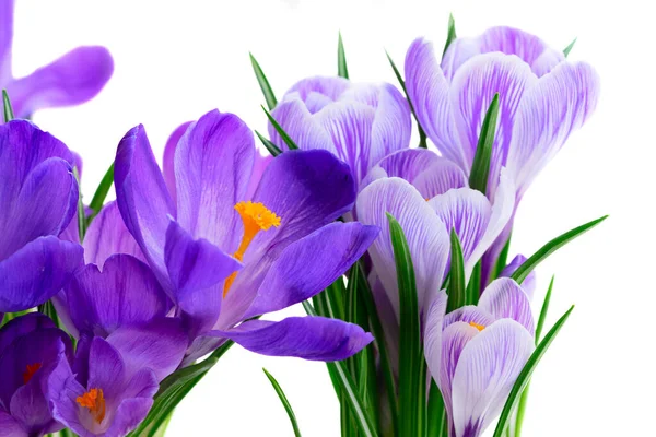 Modré krokusy květiny — Stock fotografie