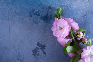 Bahar ağacı çiçekleri