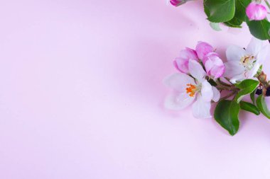 Bahar ağacı çiçekleri