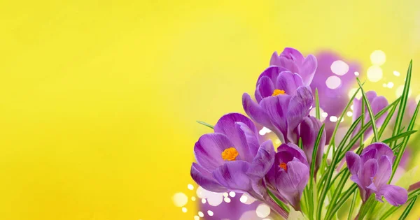 Blue crocuses flowers — Stock Photo, Image