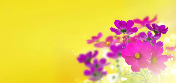 コスモスピンクの花 — ストック写真