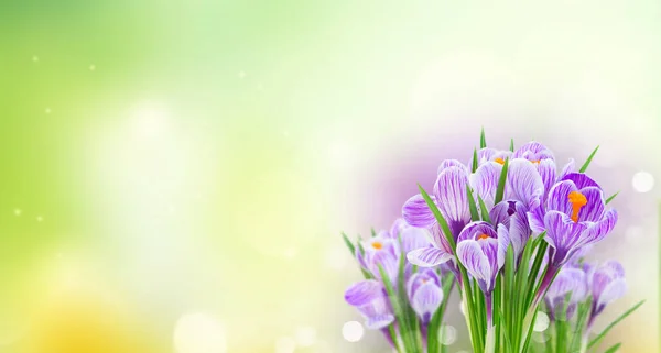 Violet crocus bunga — Stok Foto