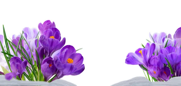 Blue crocuses flowers — Stock Photo, Image