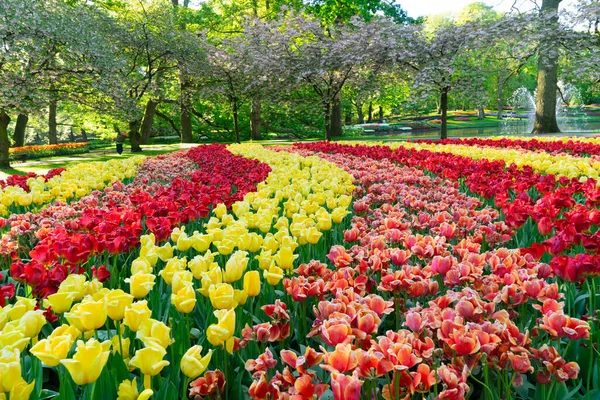 Gramado fresco com flores — Fotografia de Stock