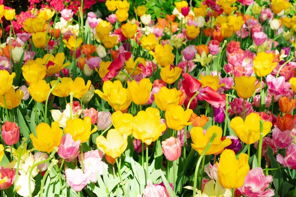 Lecho de flores de tulipanes y arándanos — Foto de Stock