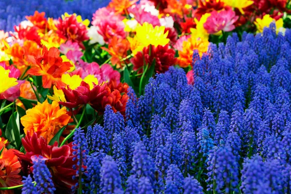 Césped fresco con flores — Foto de Stock