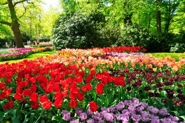 Linhas de flores de tulipa — Fotografia de Stock