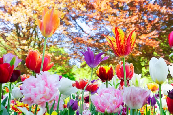 Tulpenbeet — Stockfoto