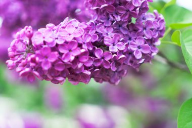 Çiçek açan leylak çiçekleri