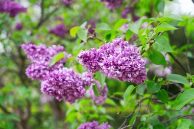 Çiçek açan leylak çiçekleri