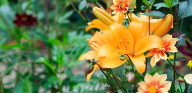 Bahçede yetişen Lilly çiçekleri