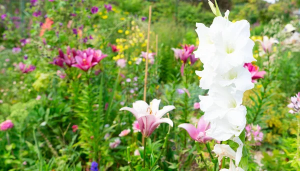 庭で育つユリの花 — ストック写真