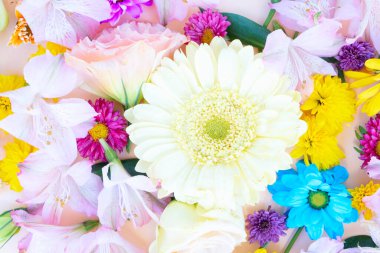 Ranunculus düz konum