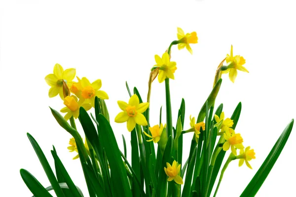 Flores de narciso amarillo —  Fotos de Stock