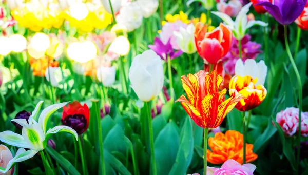 Tulipanes jardín cama de flores —  Fotos de Stock