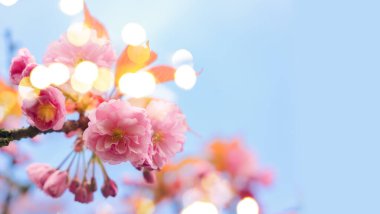 Kiraz ağacı çiçeği.