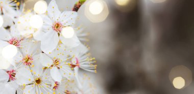 Bahar beyazı çiçek açar