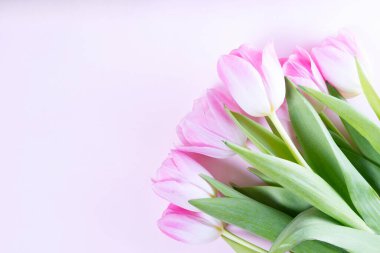 Pembe çiçek açan laleler