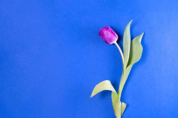 Розовые и фиолетовые цветы тюльпанов — стоковое фото