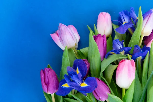 Růžové a fialové tulipány květiny — Stock fotografie