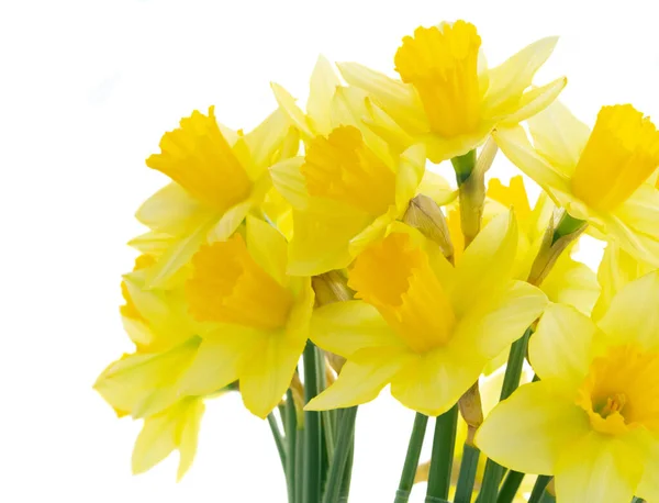 Bouquet de fleurs de jonquilles — Photo