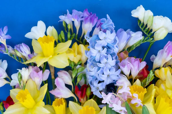 Kvetoucí narcisy, hyacintové a frézové květy — Stock fotografie