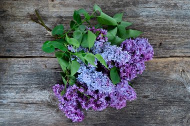 Taze leylak çiçekleri