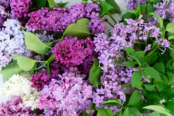 Bunga Lilac segar — Stok Foto