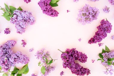 Taze leylak çiçekleri