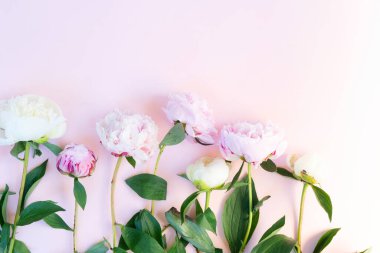 Taze şakayık çiçekleri