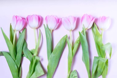 Pembe çiçek açan laleler