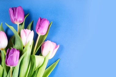 Pembe ve mor lale çiçekleri.