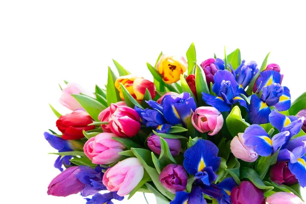 Розовые и фиолетовые цветы тюльпанов — стоковое фото