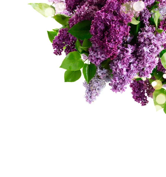 Свежие сиреневые цветы — стоковое фото
