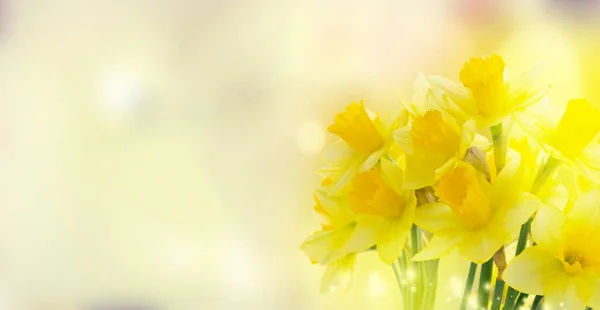 Bukett påskliljor blommor — Stockfoto
