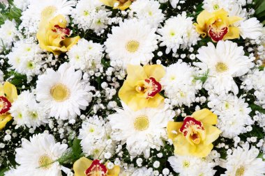 Çiçeklerin düz konumu