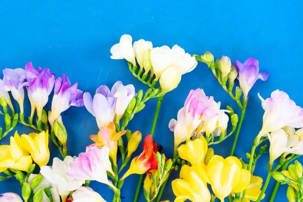Čerstvé freezie květiny — Stock fotografie
