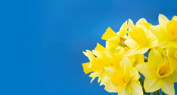 Buquê de flores narcisos — Fotografia de Stock