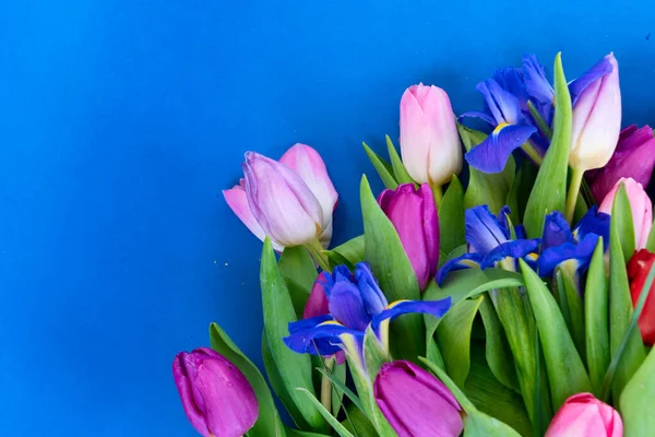 Flores de tulipanes rosa y violeta — Foto de Stock
