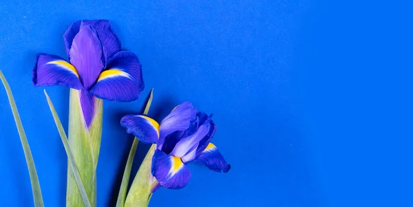 Bouquet di narcisi e fiori di iris — Foto Stock