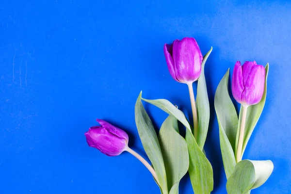 Fiori di tulipani rosa e viola — Foto Stock