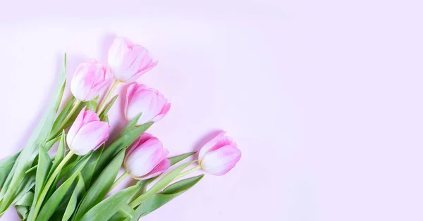 Pembe çiçek açan laleler — Stok fotoğraf