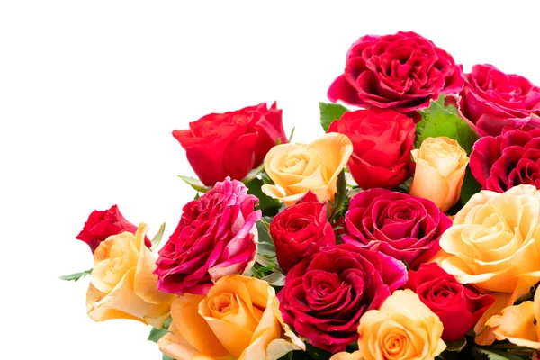 Orange and red roses — Stock Photo, Image