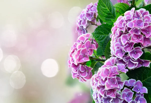 紫色のホルテンジアの花 — ストック写真